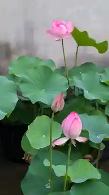 行願寺（革堂）(京都府)