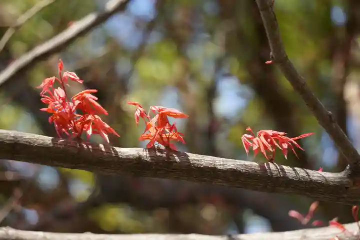 三輪神社の自然