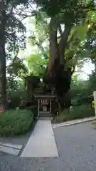 來宮神社の自然