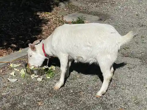 出雲大社相模分祠の動物