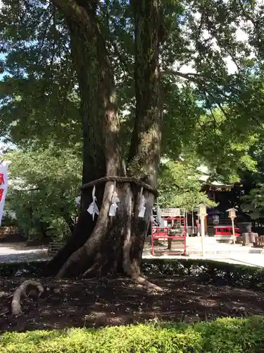 鎮守氷川神社の自然