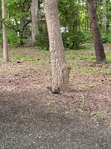 錦山天満宮の動物