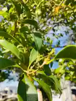 總社 和田八幡宮の自然