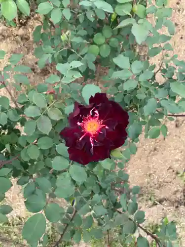 笠間稲荷神社の自然