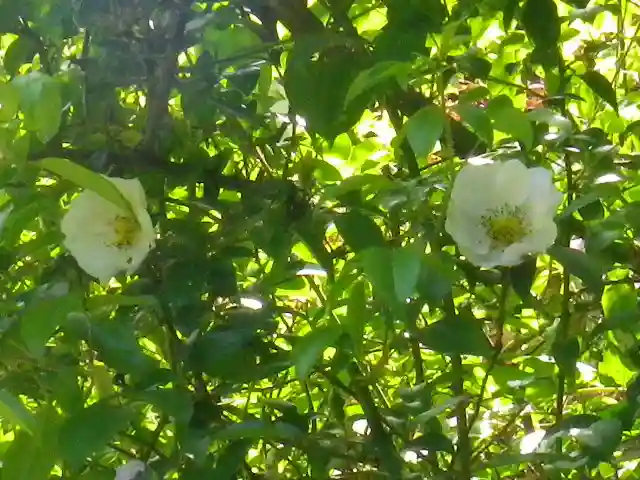 黄梅院(円覚寺塔頭)の自然