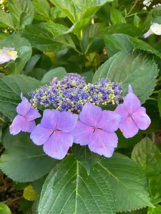 多治速比売神社の自然