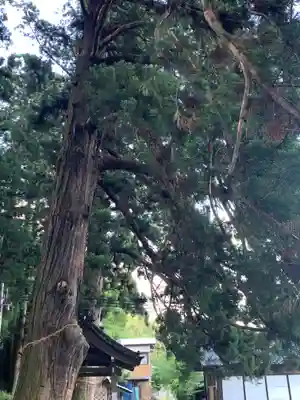 大洲七椙神社(長野県)