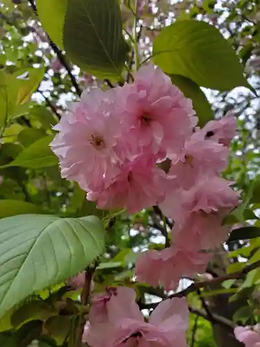 沙沙貴神社の自然