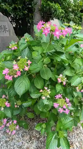 鎮守氷川神社の自然