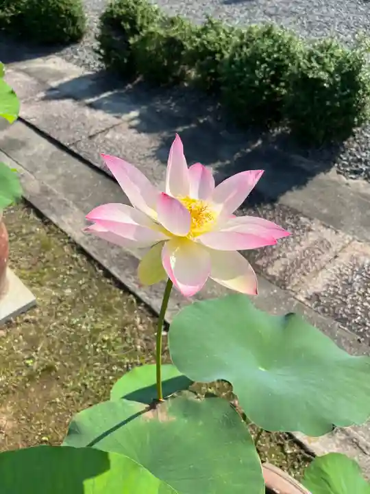 大光寺(大阪府)