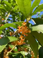總社 和田八幡宮の自然
