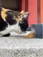 柏諏訪神社の動物