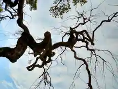 北野天満宮の自然