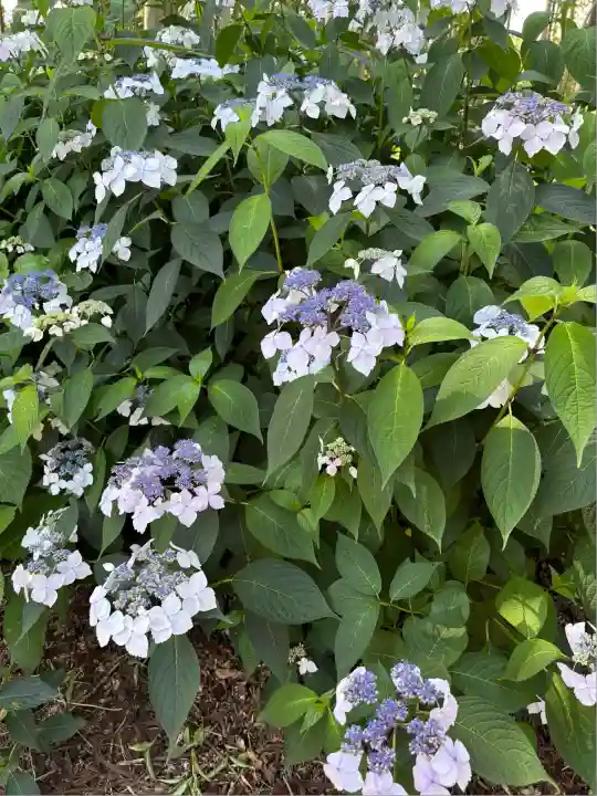 市杵島神社(高萩八幡宮境内社)(茨城県)