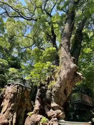來宮神社(静岡県)