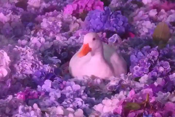 楽法寺(雨引観音)の動物