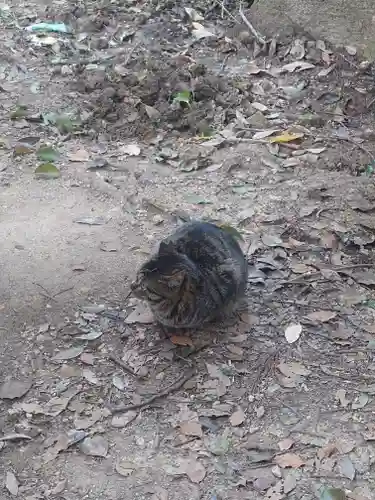 伏見稲荷大社 奥社奉拝所の動物