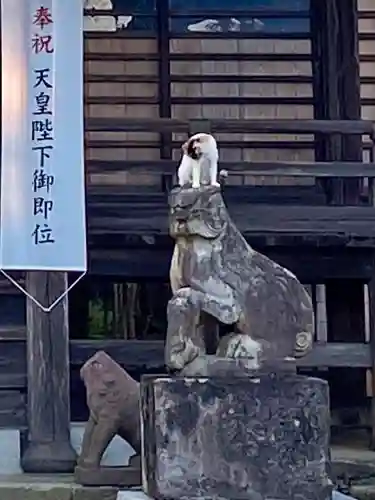 橘樹神社の狛犬