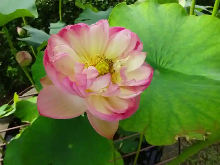 立志神社の自然