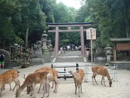 春日大社の動物