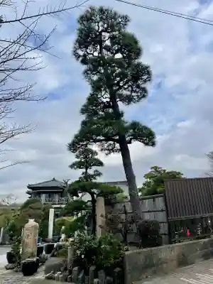 日蓮宗龍口山本龍寺の{uncategorized: "未分類", other: "その他", undefined: "問題あり", building: "その他建物", grave: "お墓", sacred_gate: "鳥居", guardian: "狛犬", statue: "像", buddha: "仏像", history: "歴史", nature: "自然", garden: "庭園", animal: "動物", pagoda: "塔", temizu: "手水舎", mountain_gate: "山門・神門", sanctuary: "本殿・本堂", subordinate: "末社・摂社", art: "芸術", scenery: "景色", jizo: "地蔵", ema: "絵馬", goshuin: "御朱印", omikuji: "おみくじ", items: "授与品その他", amulet: "お守り", goshuincho: "御朱印帳", eats: "食事", festival: "お祭り", votive_dance: "神楽", shichigosan: "七五三参", wedding: "結婚式", experience: "体験その他", initially: "初詣", around: "周辺", anti_infection: "感染症対策"}