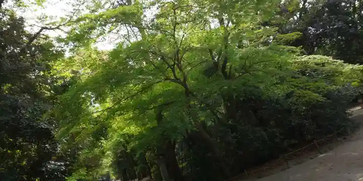 賀茂御祖神社(下鴨神社)の自然