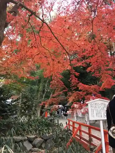 賀茂御祖神社（下鴨神社）の自然