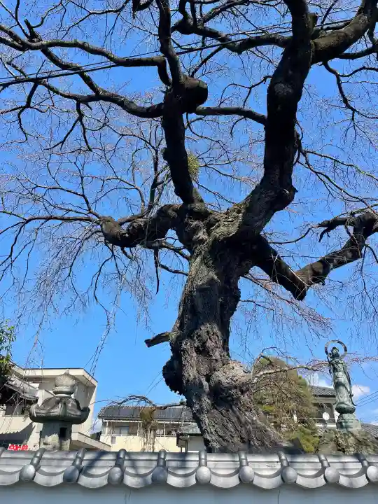 光榮寺の{uncategorized: "未分類", other: "その他", undefined: "問題あり", building: "その他建物", grave: "お墓", sacred_gate: "鳥居", guardian: "狛犬", statue: "像", buddha: "仏像", history: "歴史", nature: "自然", garden: "庭園", animal: "動物", pagoda: "塔", temizu: "手水舎", mountain_gate: "山門・神門", sanctuary: "本殿・本堂", subordinate: "末社・摂社", art: "芸術", scenery: "景色", jizo: "地蔵", ema: "絵馬", goshuin: "御朱印", omikuji: "おみくじ", items: "授与品その他", amulet: "お守り", goshuincho: "御朱印帳", eats: "食事", festival: "お祭り", votive_dance: "神楽", shichigosan: "七五三参", wedding: "結婚式", experience: "体験その他", initially: "初詣", around: "周辺", anti_infection: "感染症対策"}