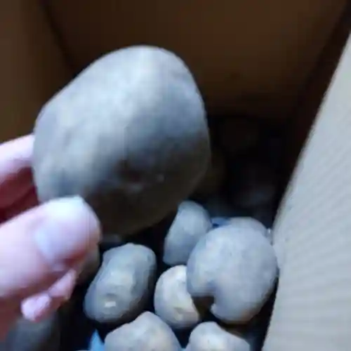 日蓮宗 総本山 塔頭 定林坊(じょうりんぼう)(山梨県)