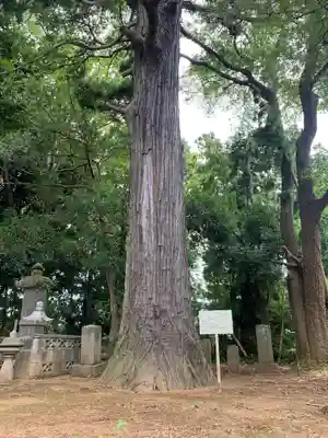 妙勝寺(千葉県)