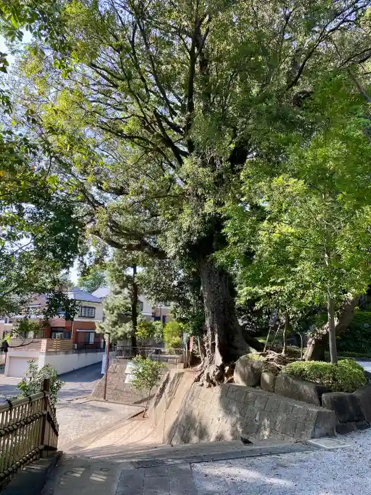 師岡熊野神社(神奈川県)