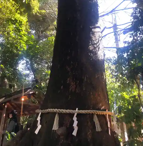 川越氷川神社(埼玉県)