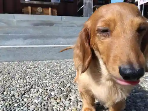 杉杜白髭神社(福井県)