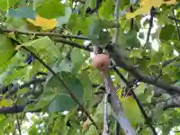 正一位豊川稲荷大明神(岐阜県)