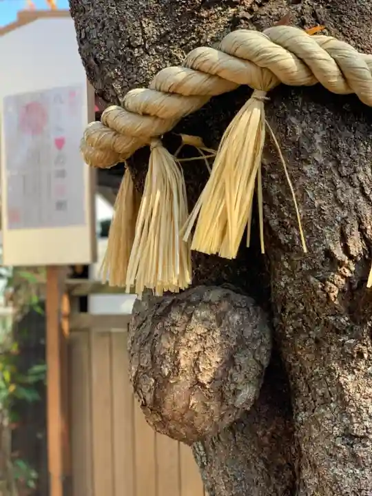 小室浅間神社の自然