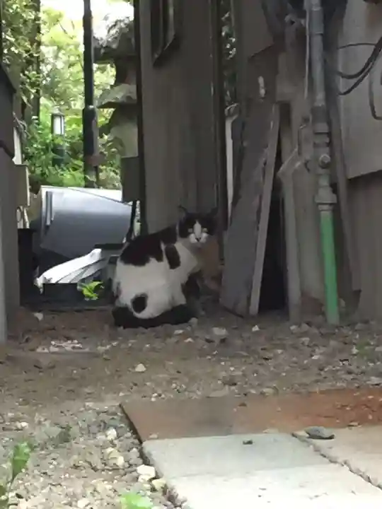 阿太加夜神社の動物