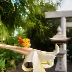 神明社（国府宮神明社）の動物