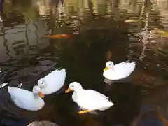 楽法寺（雨引観音）の動物