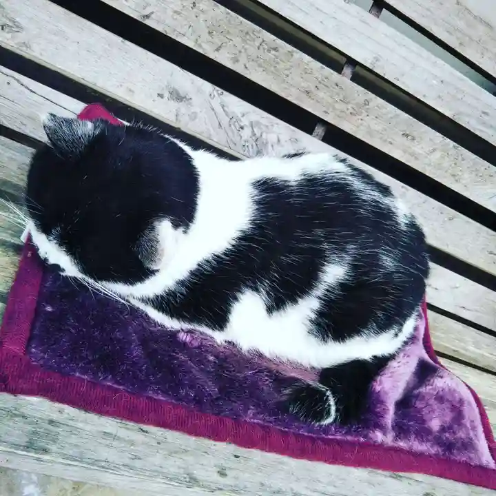 御誕生寺(猫寺)の動物