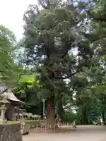 配志和神社の自然
