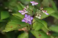 阿久津「田村神社」(郡山市阿久津町)旧社名:伊豆箱根三嶋三社の庭園