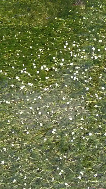 吸湖山 青岸寺の自然