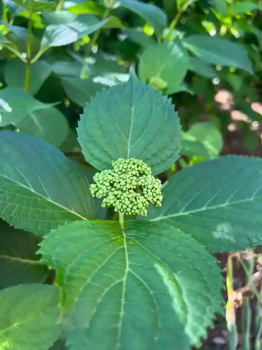 五井山 妙善院の自然