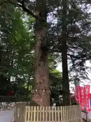 椿大神社の自然