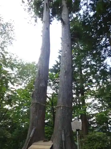 産安社（武蔵御嶽神社摂社）の自然