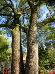 名古屋東照宮の自然