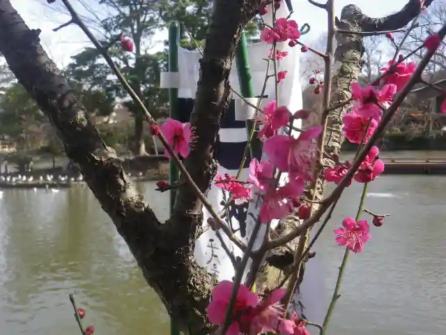鶴岡八幡宮の自然