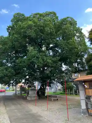 島田八坂神社(栃木県)