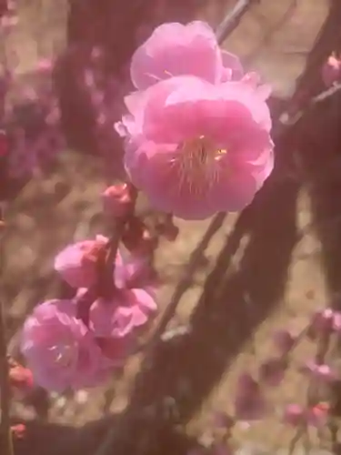 多治速比売神社の{uncategorized: "未分類", other: "その他", undefined: "問題あり", building: "その他建物", grave: "お墓", sacred_gate: "鳥居", guardian: "狛犬", statue: "像", buddha: "仏像", history: "歴史", nature: "自然", garden: "庭園", animal: "動物", pagoda: "塔", temizu: "手水舎", mountain_gate: "山門・神門", sanctuary: "本殿・本堂", subordinate: "末社・摂社", art: "芸術", scenery: "景色", jizo: "地蔵", ema: "絵馬", goshuin: "御朱印", omikuji: "おみくじ", items: "授与品その他", amulet: "お守り", goshuincho: "御朱印帳", eats: "食事", festival: "お祭り", votive_dance: "神楽", shichigosan: "七五三参", wedding: "結婚式", experience: "体験その他", initially: "初詣", around: "周辺", anti_infection: "感染症対策"}