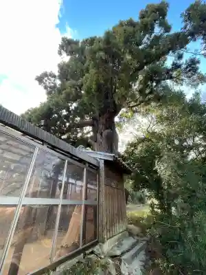 大杉弘法堂（弘法スギ）(滋賀県)